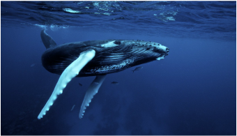 Arctic Whale Species